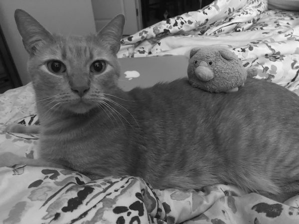 shamrock lying on a bed beside his toy mouse, pleased with himself