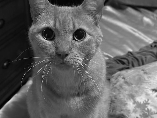 shamrock, a cream tabby cat, looking straight into the camera